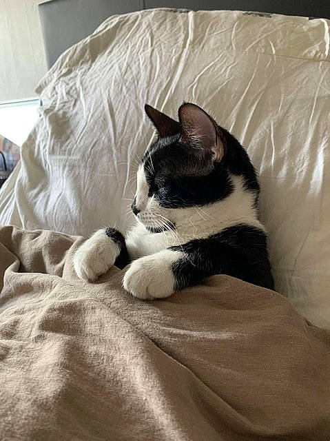 Popette participe au concours pour gagner de l'argent avec cette photo : bedding, carnivore, cat, comfort, domestic_short_haired_cat, felidae, fur, grey, human_leg, linens, monochrome_photography, nap, paw, room, sleep, small_to_medium_sized_cats, snout, tail, whiskers, wood