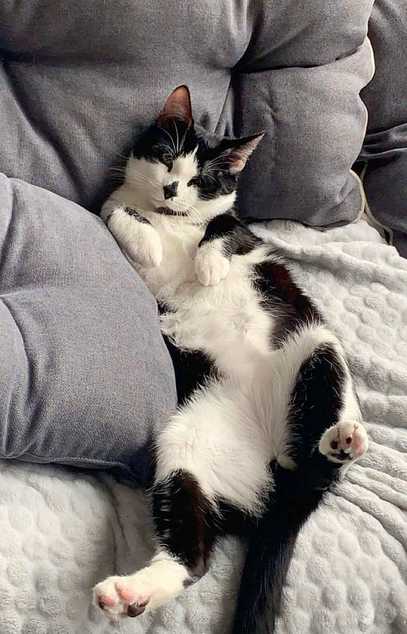 Popette participe au concours pour gagner de l'argent avec cette photo : carnivore, cat, claw, comfort, domestic_short_haired_cat, felidae, foot, fur, grey, linens, mammal, nap, paw, sitting, small_to_medium_sized_cats, snout, tail, terrestrial_animal, textile, whiskers