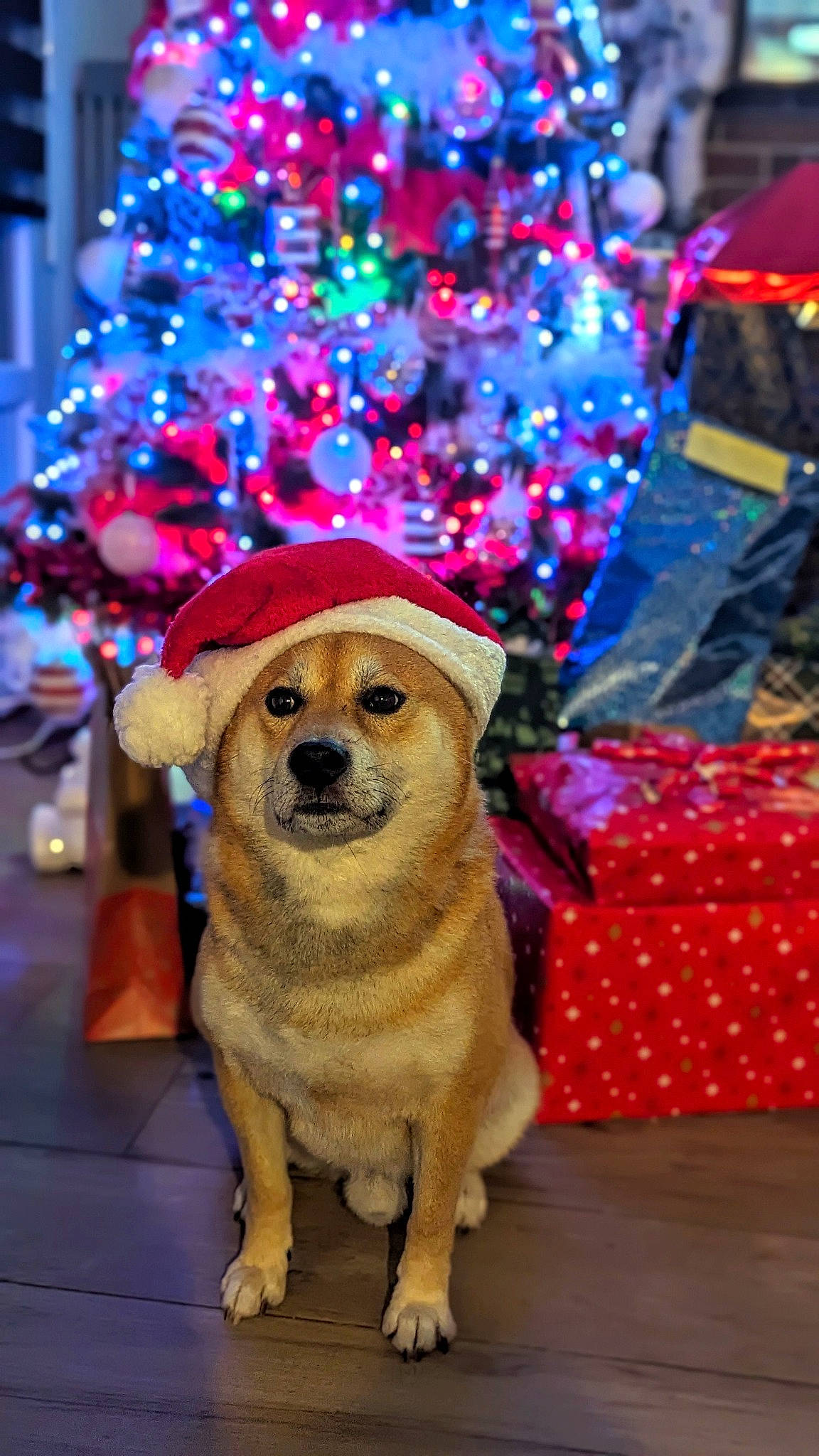 Mäyko participe au concours pour gagner de l'argent avec cette photo : carnivore, christmas, christmas_decoration, christmas_ornament, christmas_tree, companion_dog, costume_hat, dog, dog_breed, dog_supply, event, fawn, fur, hat, holiday, plant, snout, sporting_group, tree, winter