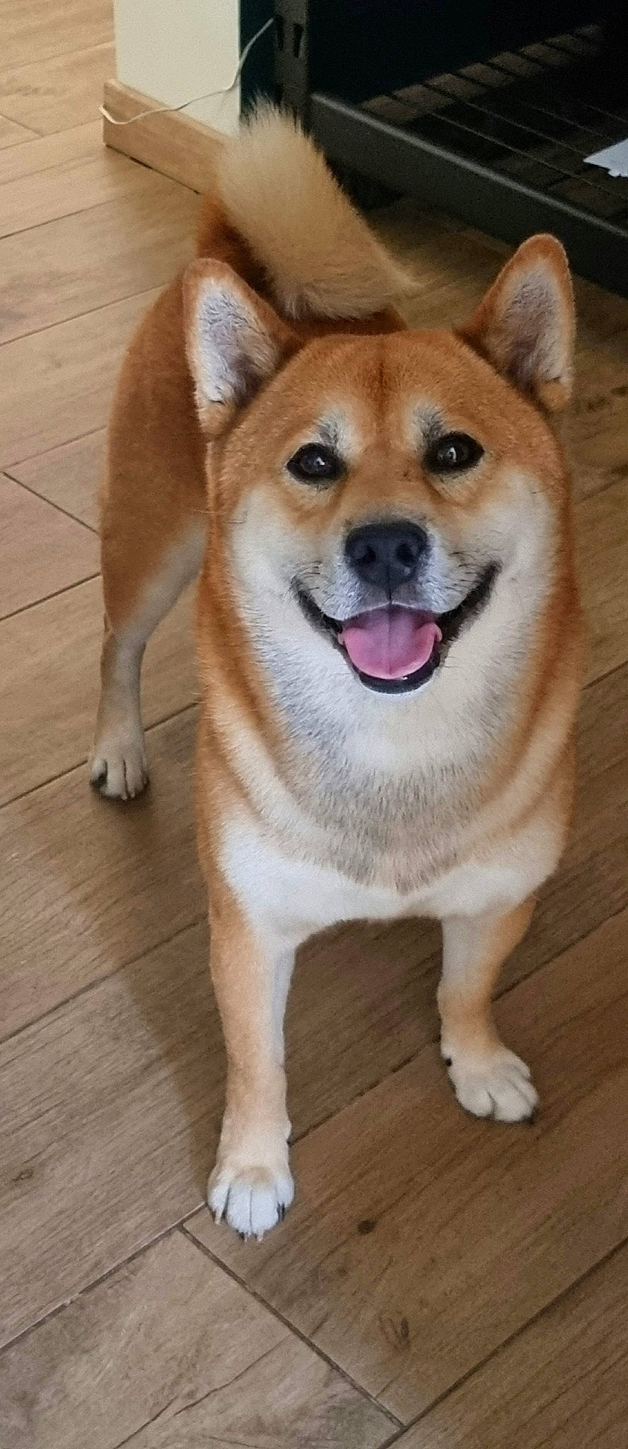 Mäyko a rejoint le concours — aidez-le/la à gagner de superbes lots ! ancient_dog_breeds, canidae, carnivore, companion_dog, dog, dog_breed, fawn, flooring, fur, hardwood, plank, snout, sporting_group, tail, terrestrial_animal, whiskers, wood, wood_flooring, wood_stain, working_animal