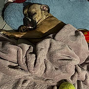 Bruno is registered to the contest to win money with this photo: animal, bed, blanket, brown_dog, comfort, cozy, dog, domestic, fur, indoor, peaceful, pet, pillow, quiet, relaxed, resting, sleeping, soft_texture, tennis_ball, wood_paneling