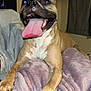 Bruno is registered to the contest to win money with this photo: animal, bedroom, blanket, brown_dog, canine, cozy, curtain, dog, fur, happy, indoor, mouth_open, paw, pet, relaxed, snout, soft_texture, teeth, tongue_out, window