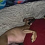Bruno is registered to the contest to win money with this photo: bed, blanket, brown_dog, canine, colorful_background, comfort, cozy, dog, fur, home, indoor, nap, paw, pillow, quiet, relaxed, resting, sleeping, soft, tapestry