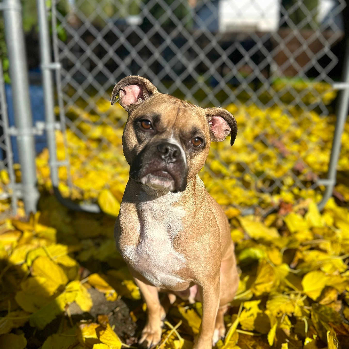 Bruno joined the competition — help win amazing prizes! animal, autumn, backyard, chain_link_fence, close_up, curious, daytime, dog, fall_season, fence, nature, outdoor, pet, portrait, shadow, sitting, sunlight, tan_coat, white_chest, yellow_leaves