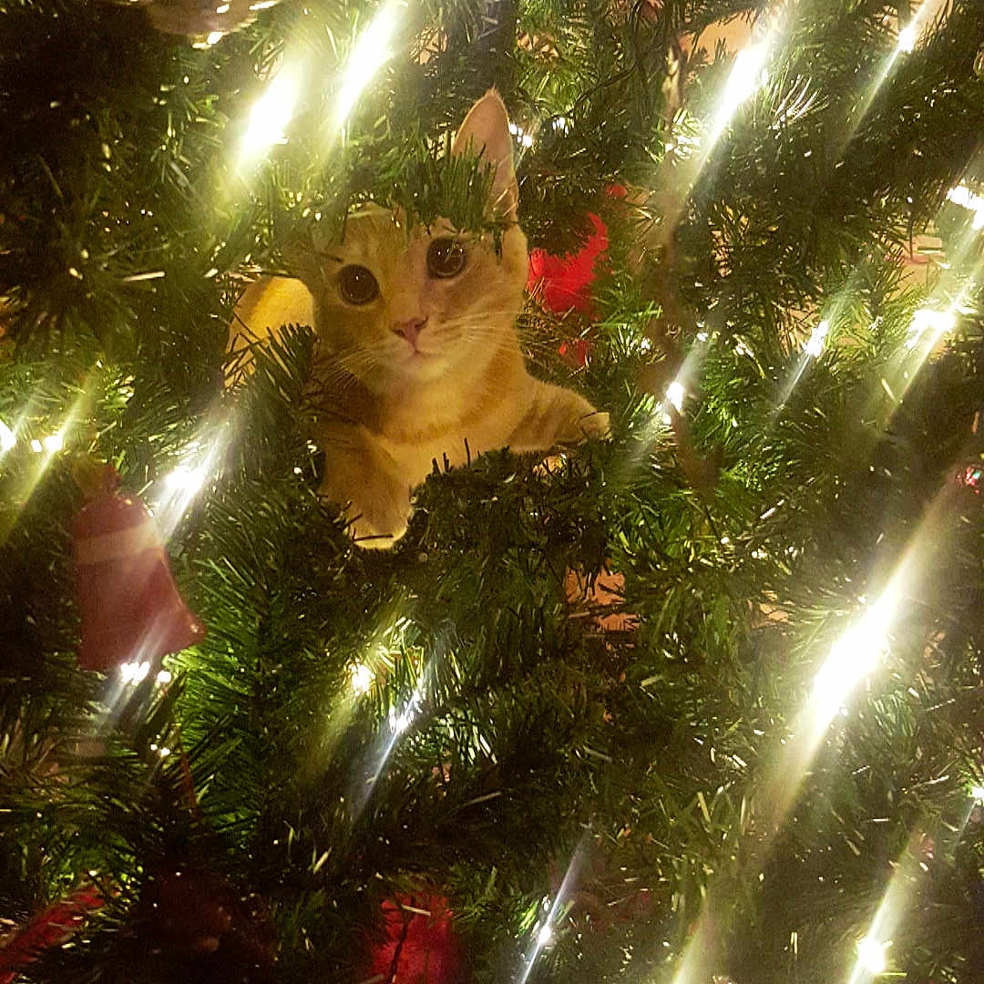 Judge is registered to the contest to win money with this photo: branch, christmas, christmas_decoration, christmas_tree, computer_wallpaper, fir, holiday, light, nature, night, pine_family, plant, sky, sunlight, tree, woody_plant