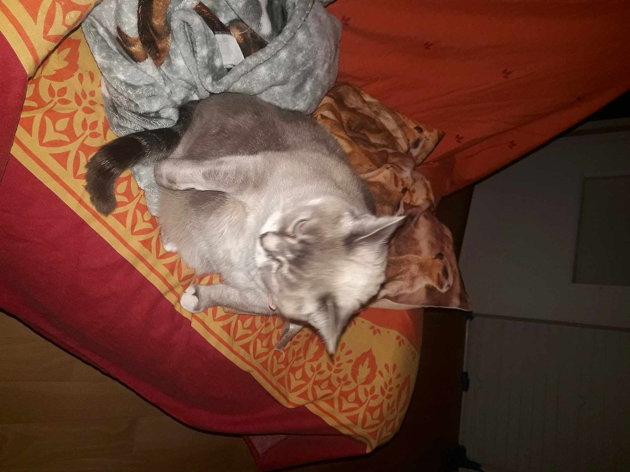 Caramelle