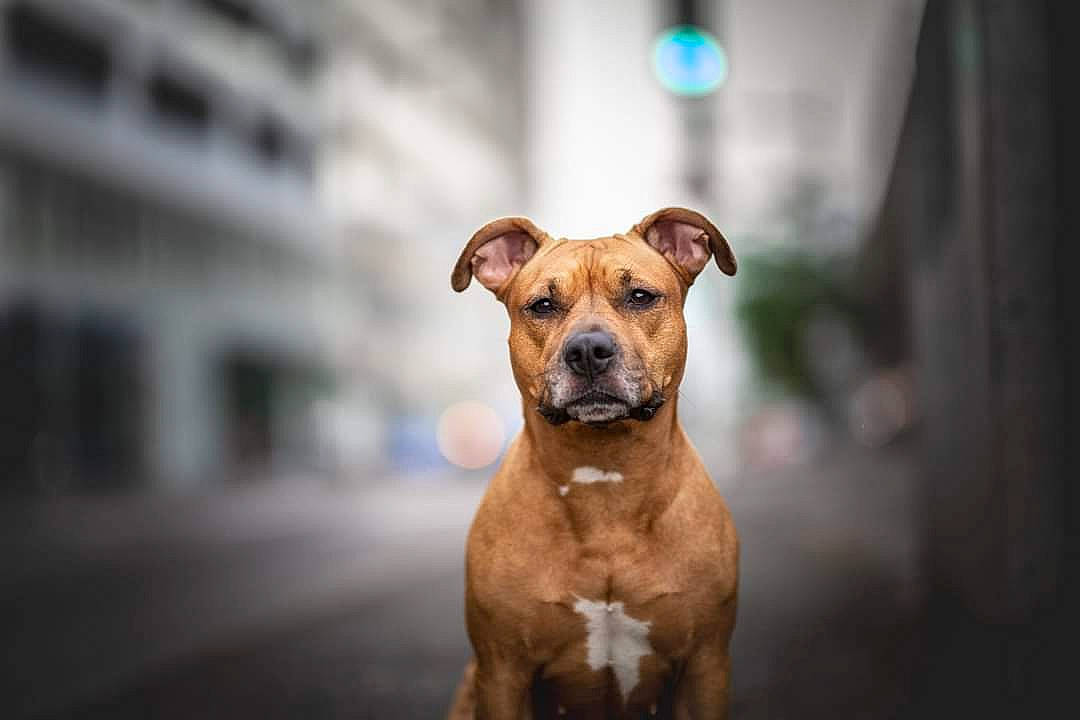 Tara a rejoint le concours — aidez-le/la à gagner de superbes lots ! american_pit_bull_terrier, american_staffordshire_terrier, canidae, carnivore, companion_dog, dog, dog_breed, fawn, mammal, non_sporting_group, puppy, rare_breed_dog, snout, staffordshire_bull_terrier, vertebrate, whiskers