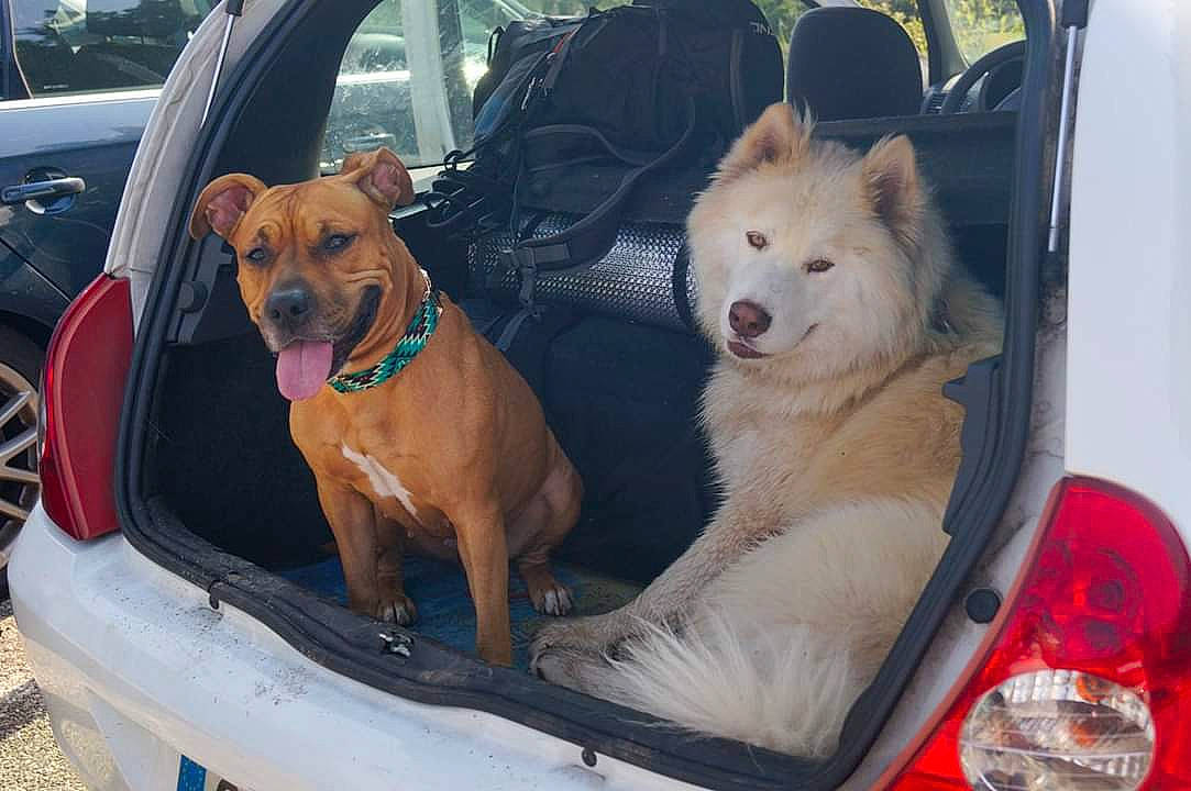 Tara a rejoint le concours — aidez-le/la à gagner de superbes lots ! canidae, car, carnivore, dog, dog_breed, family_car, fawn, finnish_spitz, korean_jindo_dog, mammal, non_sporting_group, rare_breed_dog, sporting_group, vehicle, vehicle_door, vertebrate