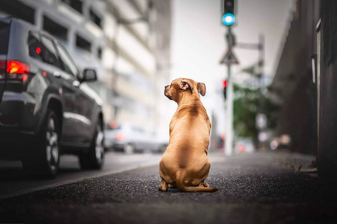 Tara participe au concours pour gagner de l'argent avec cette photo : canidae, car, carnivore, companion_dog, dachshund, dog, dog_breed, fawn, photography, puppy, road, snapshot, snout, sporting_group, street, street_dog, vehicle, vizsla