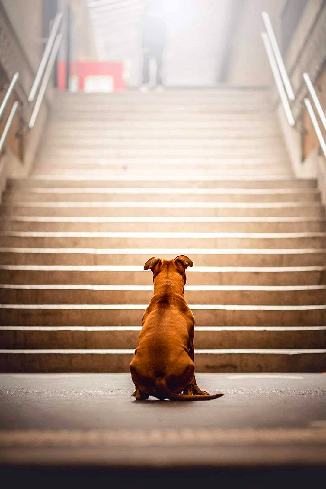 Tara participe au concours pour gagner de l'argent avec cette photo : canidae, carnivore, companion_dog, dachshund, dog, dog_breed, fawn, floor, stairs