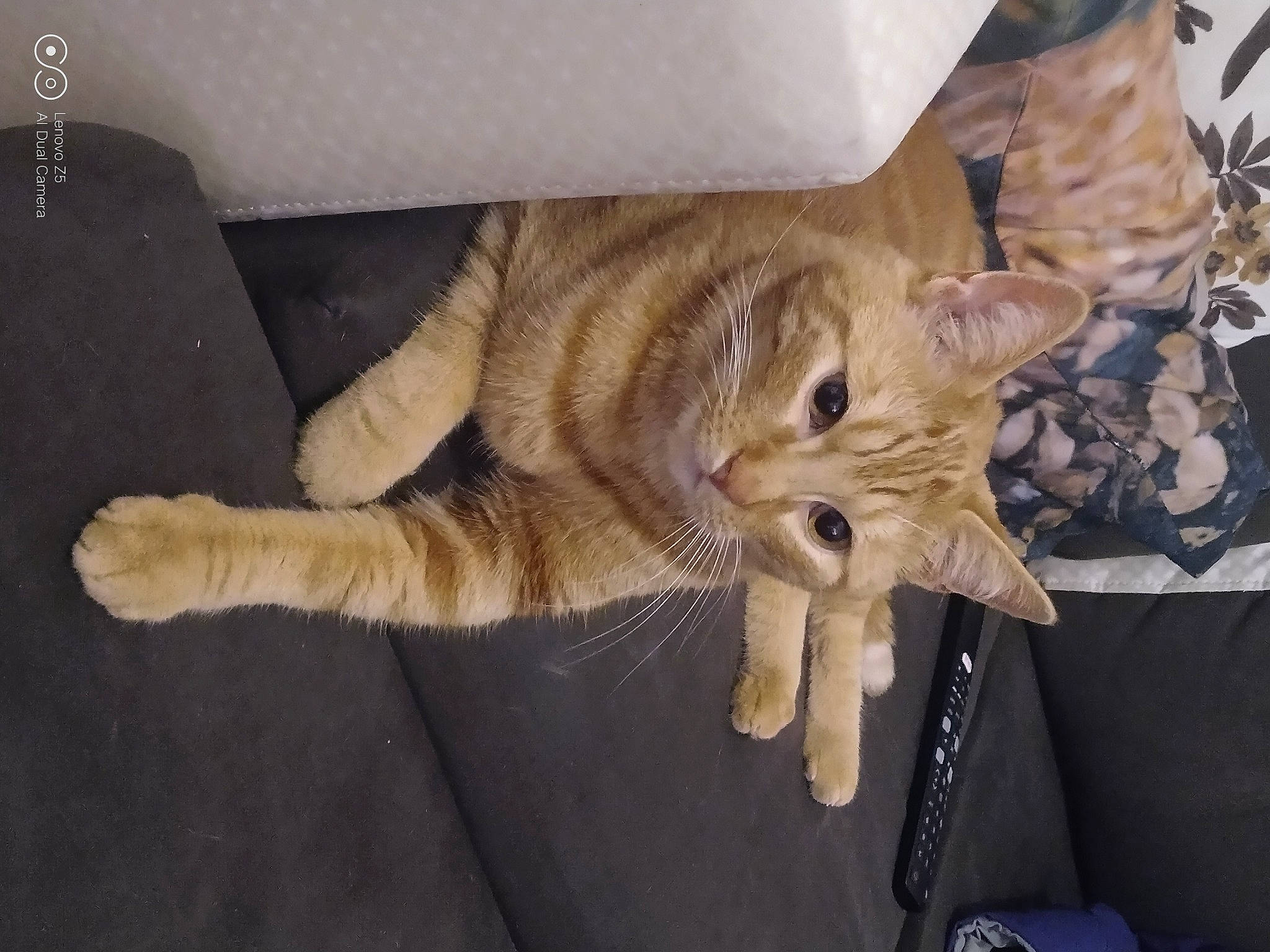 Pikatchu a rejoint le concours — aidez-le/la à gagner de superbes lots ! asian, carnivore, cat, domestic_short_haired_cat, dragon_li, european_shorthair, fawn, felidae, kitten, paw, polydactyl_cat, small_to_medium_sized_cats, tabby_cat, whiskers