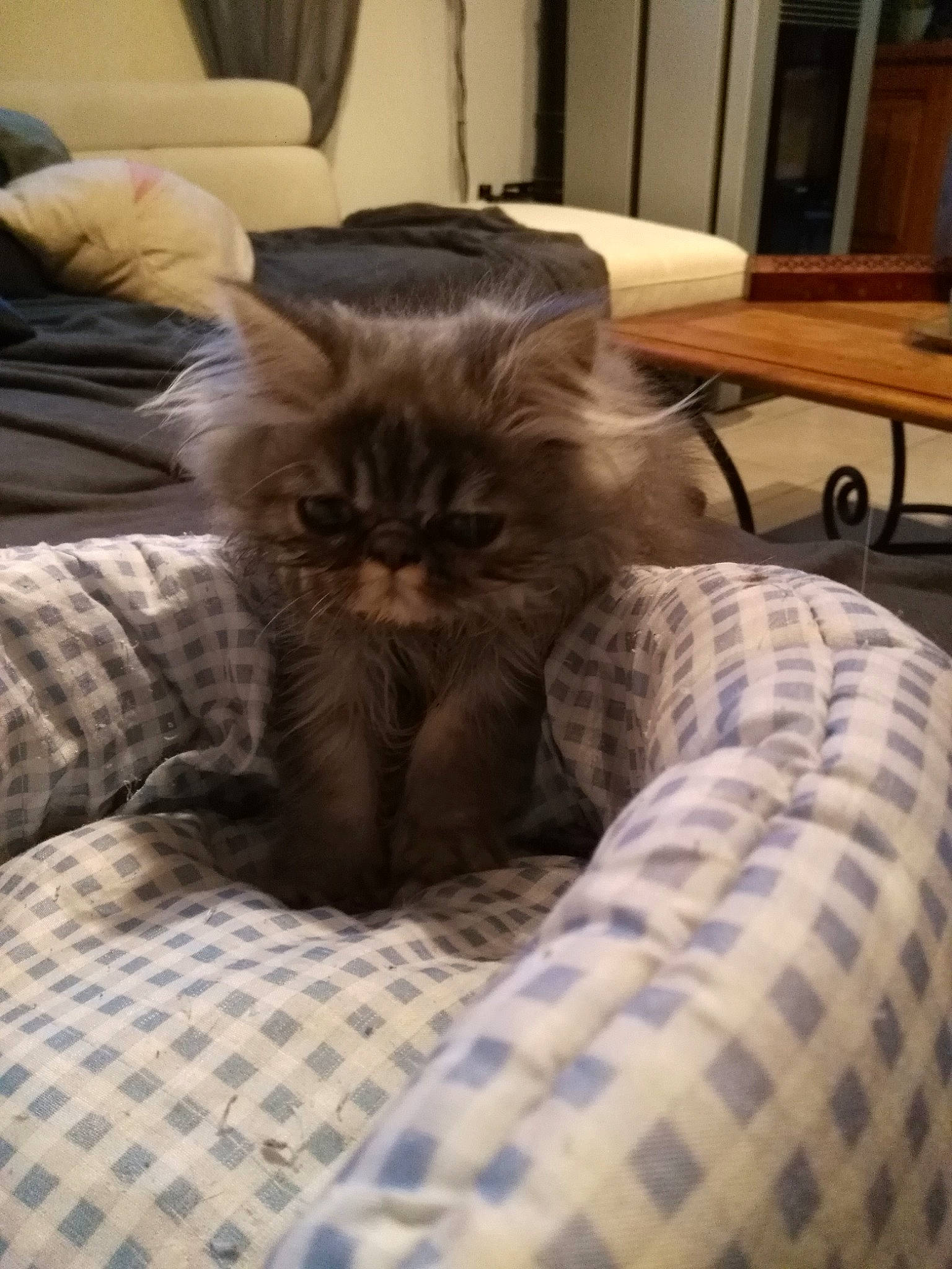 Olympe participe au concours pour gagner de l'argent avec cette photo : american_shorthair, asian, carnivore, cat, domestic_short_haired_cat, european_shorthair, fawn, felidae, fur, furniture, kitten, maine_coon, mammal, norwegian_forest_cat, persian, small_to_medium_sized_cats, tabby_cat, whiskers