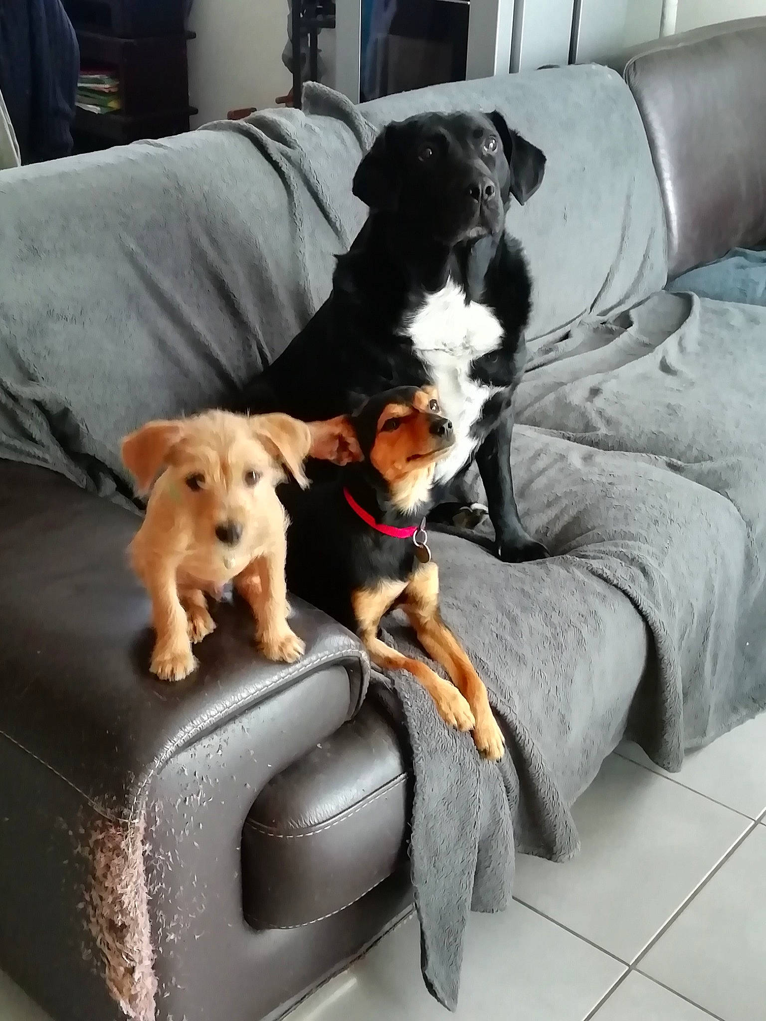 Dior participe au concours pour gagner de l'argent avec cette photo : beagle, brazilian_terrier, canidae, carnivore, comfort, companion_dog, danish_swedish_farmdog, dog, dog_breed, fox_terrier, mammal, puppy_love, vertebrate