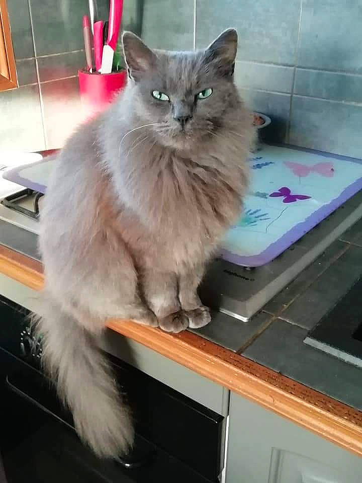 Louna a rejoint le concours — aidez-le/la à gagner de superbes lots ! asian, asian_semi_longhair, british_longhair, british_semi_longhair, carnivore, cat, cymric, domestic_long_haired_cat, felidae, korat, mammal, nebelung, norwegian_forest_cat, polydactyl_cat, ragamuffin, russian_blue, siberian, small_to_medium_sized_cats, vertebrate, whiskers