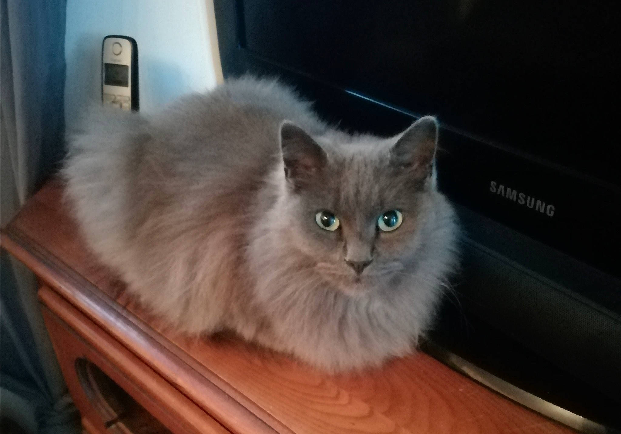 Louna a rejoint le concours — aidez-le/la à gagner de superbes lots ! asian_semi_longhair, british_longhair, british_semi_longhair, carnivore, cat, domestic_long_haired_cat, eye, fawn, felidae, iris, mammal, napoleon_cat, nebelung, persian, ragamuffin, ragdoll, siberian, small_to_medium_sized_cats, vertebrate, whiskers