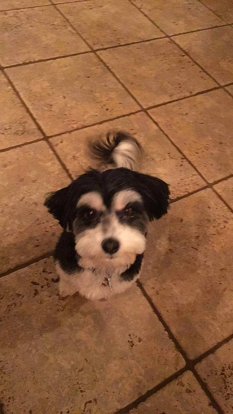 Phoebe joined the competition — help win amazing prizes! canidae, carnivore, cavachon, cockapoo, companion_dog, dog, dog_breed, havanese, kyi_leo, lhasa_apso, mal_shi, mammal, morkie, puppy, rare_breed_dog, schnoodle, shih_tzu, sporting_lucas_terrier, tibetan_terrier, vertebrate