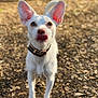 Pablo is registered to the contest to win money with this photo: dog, white_dog, ears, tongue_out, collar, outdoor, sunlight, fur, pet, animal, cute, standing, curious, leafy_ground, nature, close_up, portrait, canine, daylight, muzzle