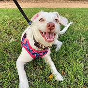 Pablo is registered to the contest to win money with this photo: dog, white_dog, blue_eyes, pink_nose, harness, watermelon_pattern, leash, grass, outdoor, happy, smiling, pet, canine, animal, nature, summer, playful, closeup, tongue_out, daylight
