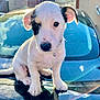 puppy, dog, car, hood, outdoor, sky, clouds, reflection, white_fur, black_patch, pet, young_dog, collar, sunlight, cute, animal, sitting, closeup, daylight, nature