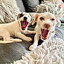 Ottis is registered to the contest to win money with this photo: dog, puppy, yawning, white_dog, couch, indoor, pet, fluffy_pillow, relaxed, tongue, mouth_open, fur, animal, companion, cute, two_dogs, living_room, cozy, playful, tongue_out