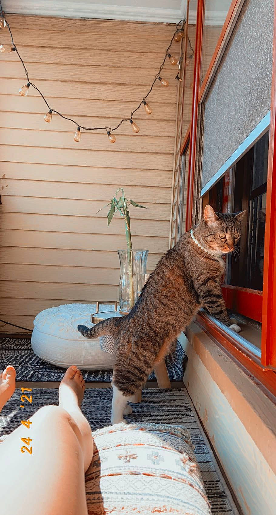 Chloe is registered to the contest to win money with this photo: carnivore, cat, comfort, domestic_short_haired_cat, fawn, felidae, flowerpot, houseplant, outdoor_furniture, plant, room, small_to_medium_sized_cats, snout, table, tableware, tail, tree, whiskers, window, wood