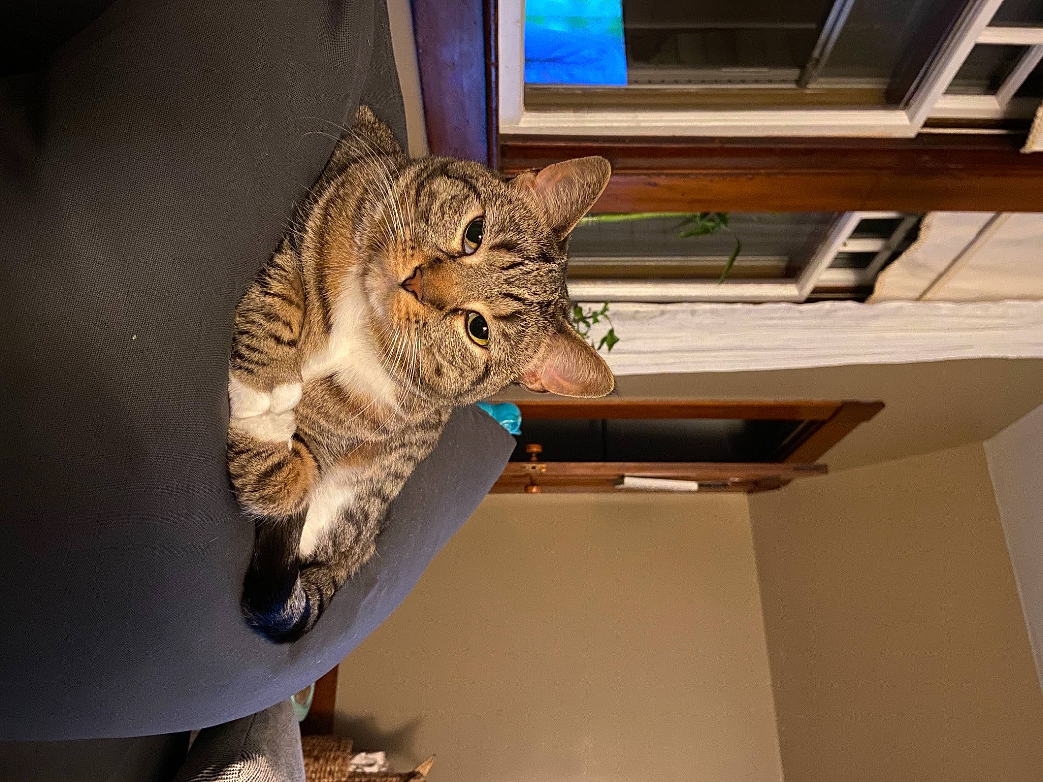 Chloe is registered to the contest to win money with this photo: building, carnivore, cat, ceiling, domestic_short_haired_cat, door, felidae, fur, hardwood, paw, room, small_to_medium_sized_cats, snout, tail, terrestrial_animal, whiskers, window, wood