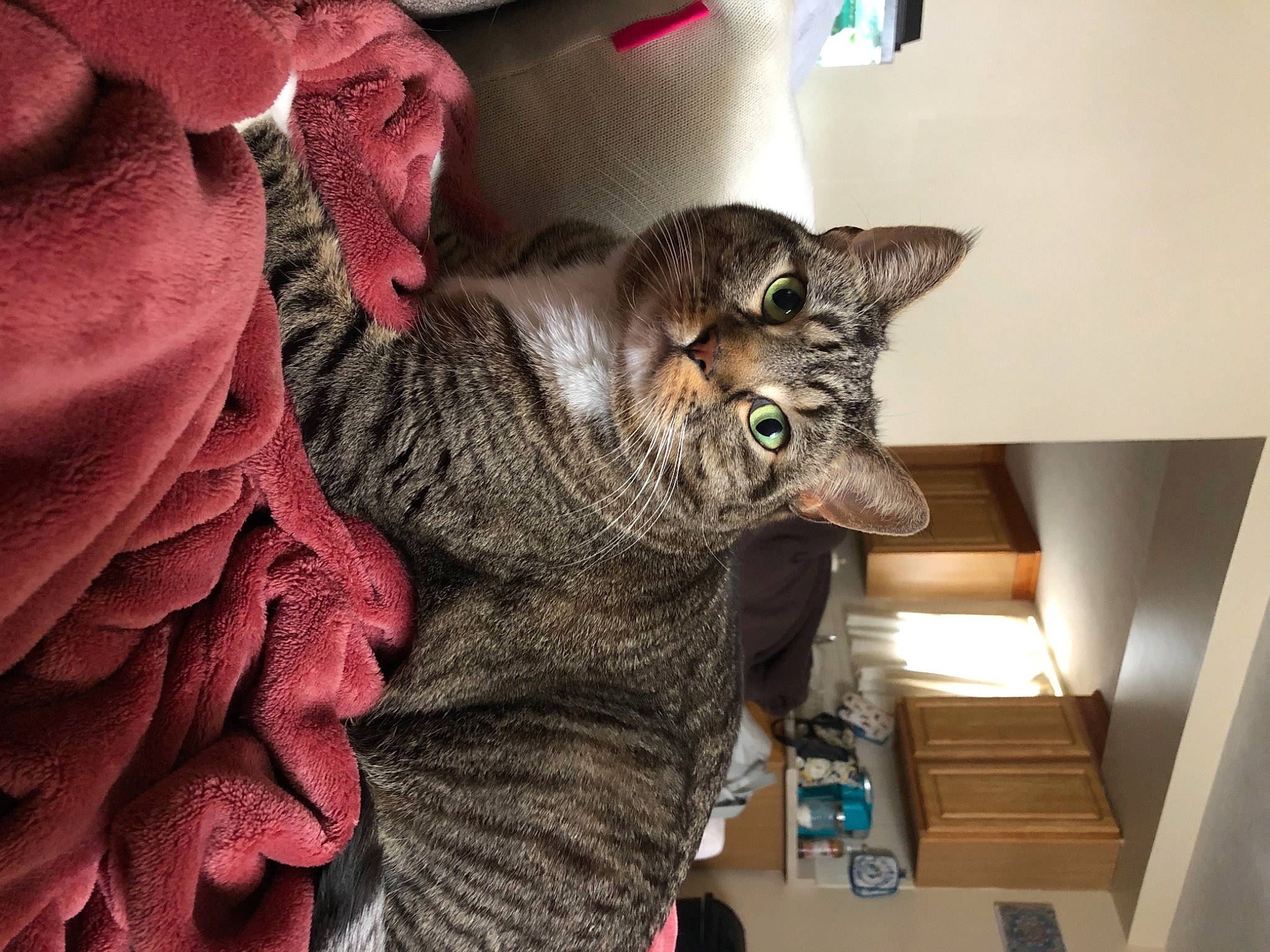 Chloe is registered to the contest to win money with this photo: art, black_cat, carnivore, cat, claw, domestic_short_haired_cat, felidae, fur, grey, paw, room, small_to_medium_sized_cats, snout, tail, whiskers, wood