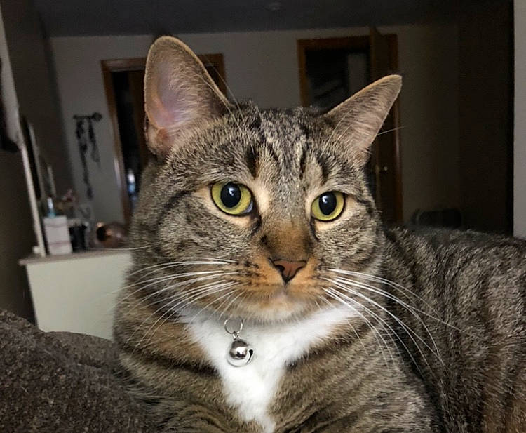 Chloe joined the competition — help win amazing prizes! carnivore, cat, domestic_short_haired_cat, felidae, fur, small_to_medium_sized_cats, snout, terrestrial_animal, whiskers, wildlife