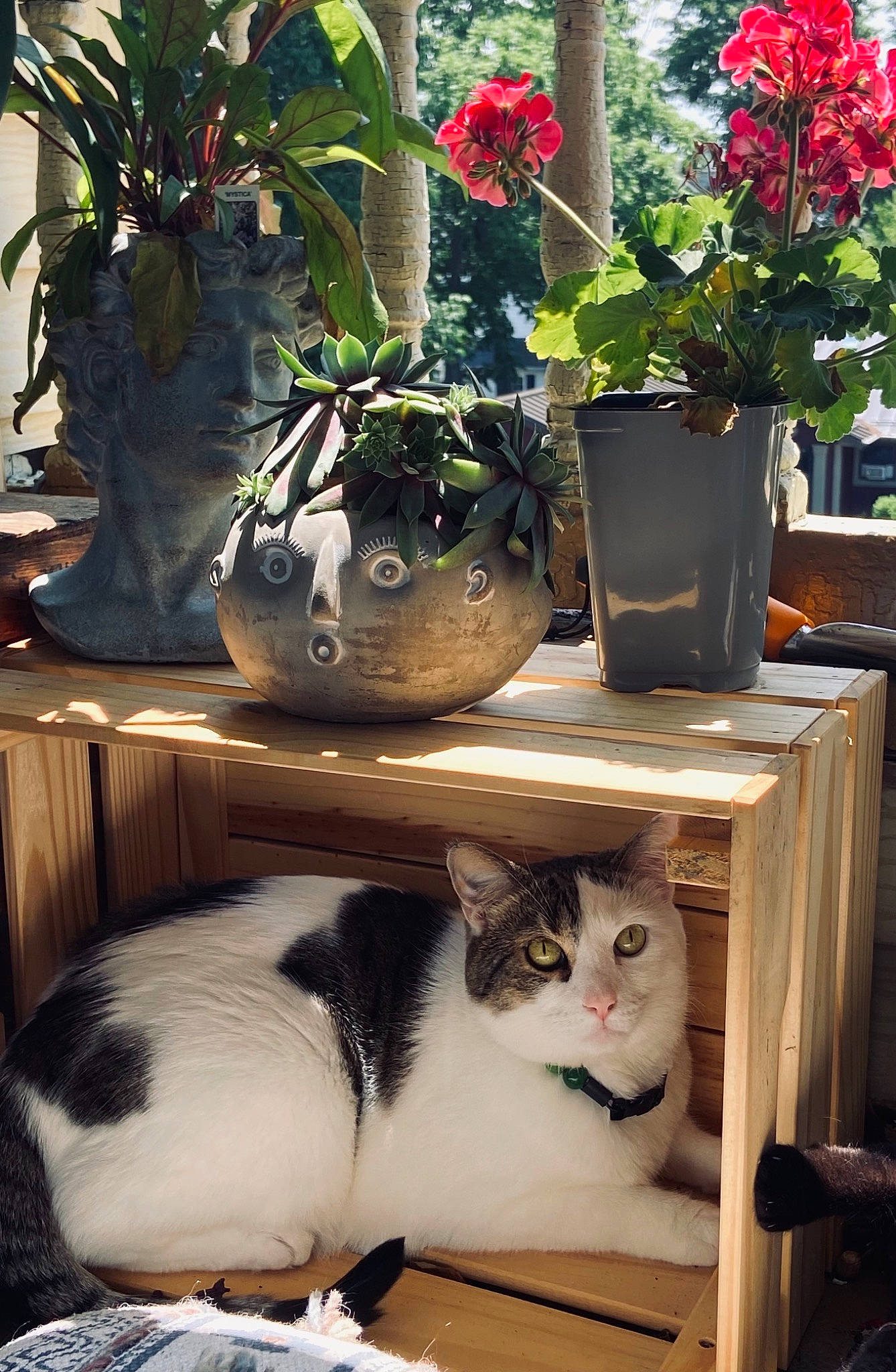 Johnny joined the competition — help win amazing prizes! annual_plant, carnivore, cat, comfort, domestic_short_haired_cat, felidae, flower, flower_arranging, flowering_plant, flowerpot, fur, herbaceous_plant, houseplant, plant, room, small_to_medium_sized_cats, table, vase, whiskers, wood
