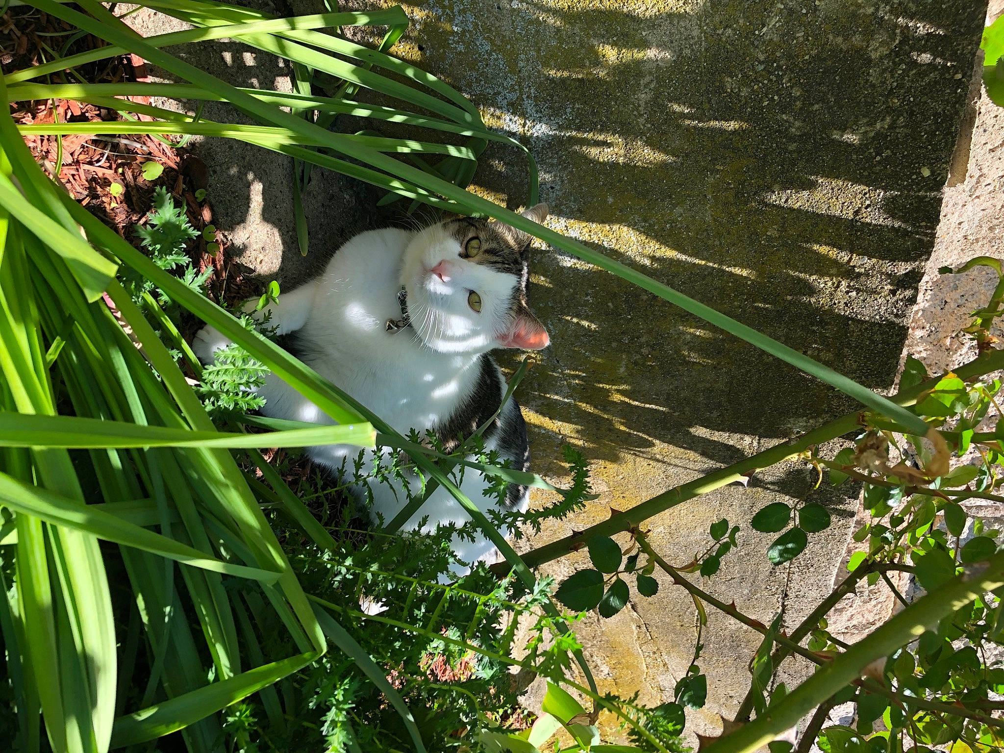 Johnny is registered to the contest to win money with this photo: botany, eye, fawn, flowering_plant, grass, leaf, leisure, marsupial, organism, people_in_nature, plant, rodent, tail, terrestrial_animal, terrestrial_plant, tree, twig, vegetation, whiskers, wildlife