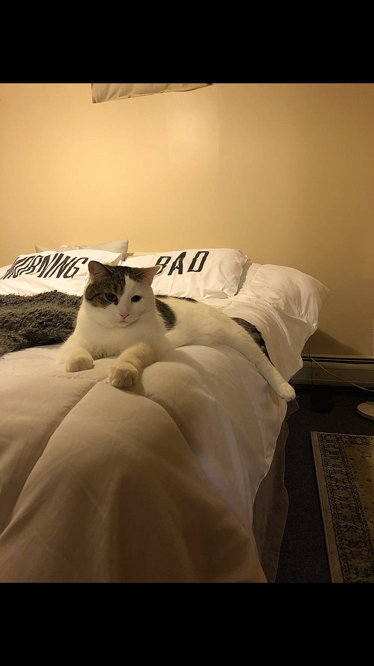 Johnny joined the competition — help win amazing prizes! bed, bed_sheet, bedding, bedroom, carnivore, cat, comfort, felidae, flooring, font, fur, linens, paper, shadow, sitting, small_to_medium_sized_cats, terrestrial_animal, tints_and_shades, whiskers, wood