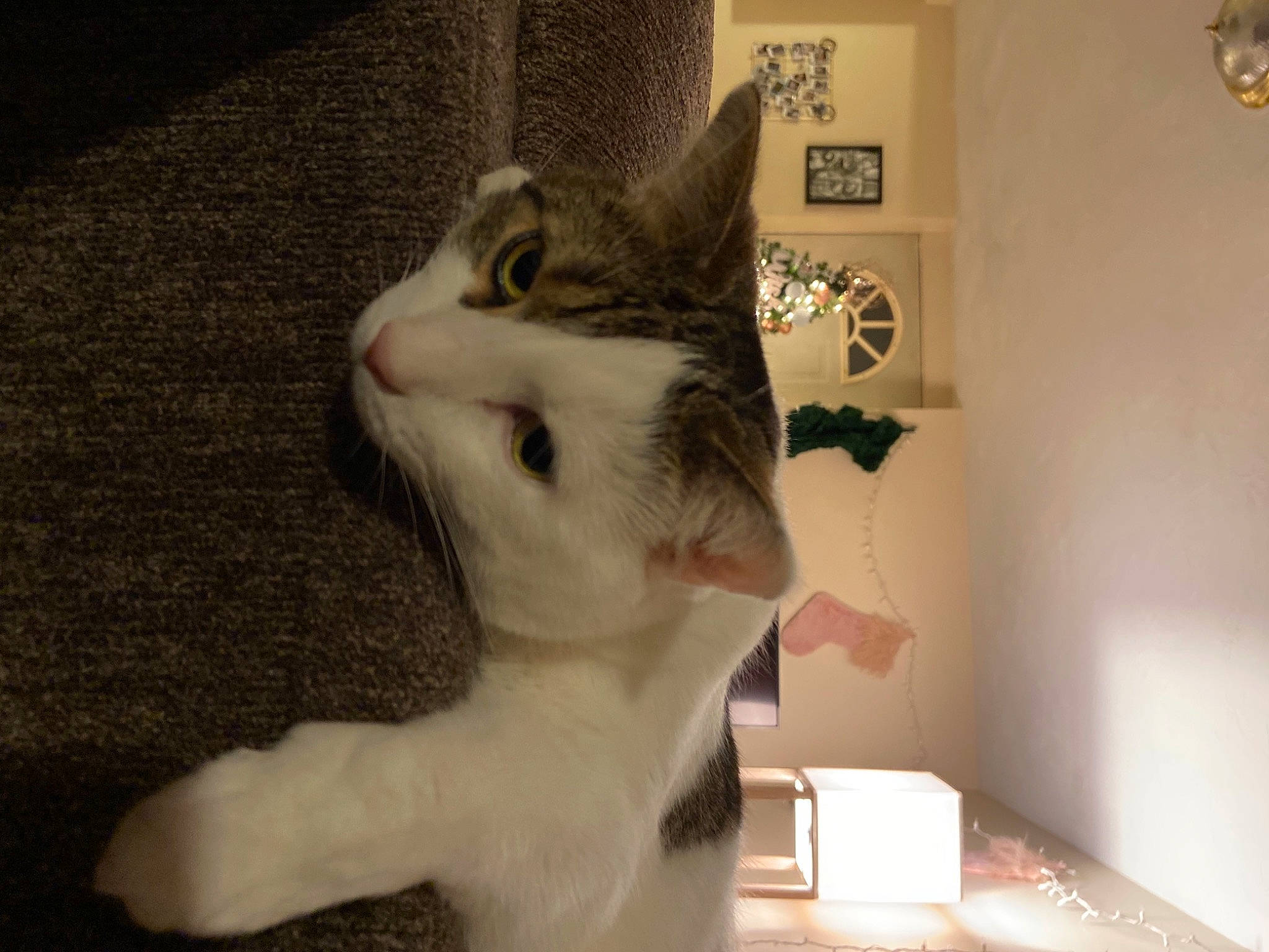 Johnny is registered to the contest to win money with this photo: carnivore, cat, clock, comfort, domestic_short_haired_cat, ear, felidae, fur, head, paw, small_to_medium_sized_cats, snout, tail, whiskers