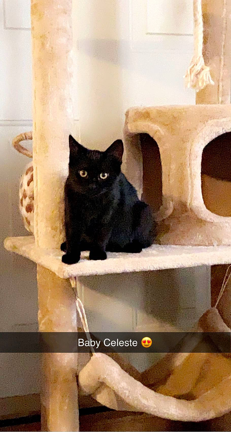 Celeste is registered to the contest to win money with this photo: black_cat, carnivore, cat, cat_supply, domestic_short_haired_cat, felidae, floor, flooring, fur, grey, pet_supply, rectangle, room, small_to_medium_sized_cats, snout, stairs, tail, whiskers, window, wood