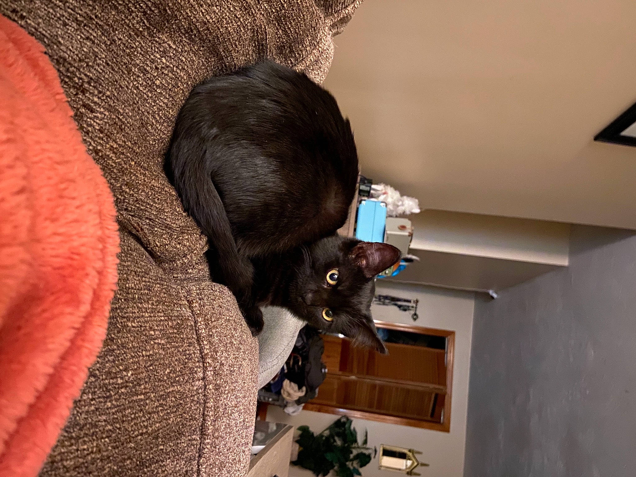 Celeste joined the competition — help win amazing prizes! carnivore, cat, cat_supply, comfort, domestic_short_haired_cat, fawn, felidae, fur, hardwood, mammal, plant, room, sculpture, small_to_medium_sized_cats, statue, tail, vertebrate, whiskers, wood, working_animal