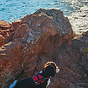Attila participe au concours pour gagner de l'argent avec cette photo : animal, black_and_white, canine, coast, curious, daylight, dog, harness, landscape, nature, ocean, outdoor, pet, reflection, rock, scenic, sunlight, sunshine, water, waves