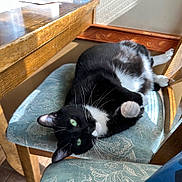 Charlie is registered to the contest to win money with this photo: black_and_white, cat, chair, cozy, curious, cushion, domestic_animal, feline, floor, fur, green_eyes, indoor, pattern, paw, pet, relaxed, resting, sunlight, whiskers, wooden_table