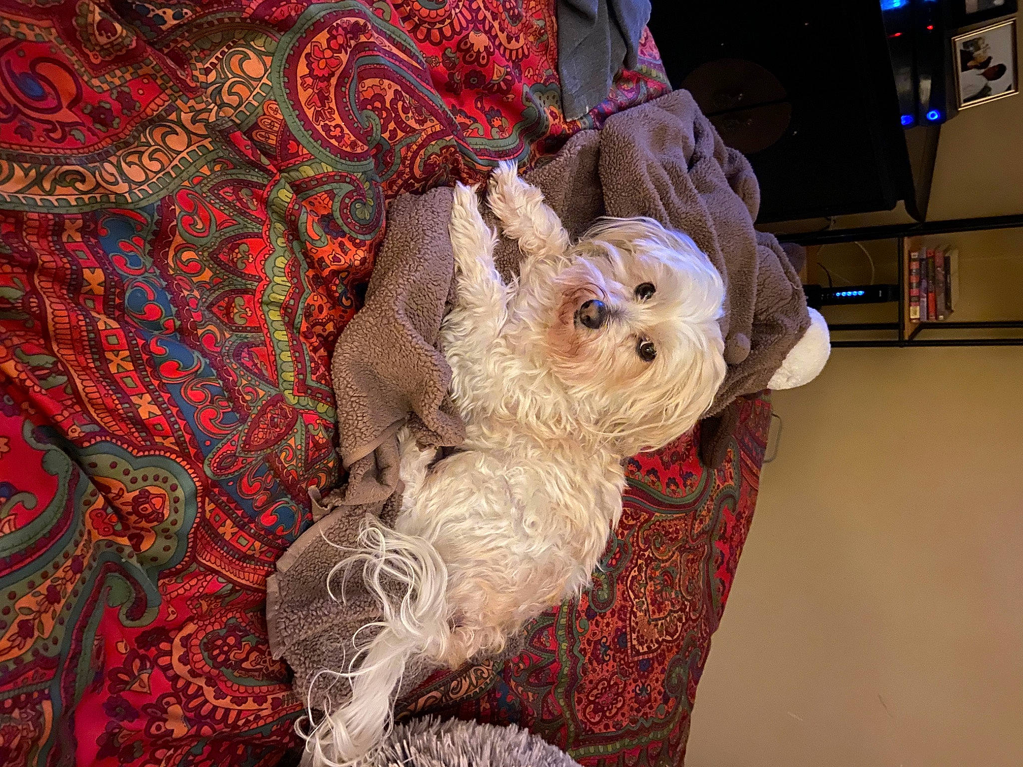 Fred is registered to the contest to win money with this photo: art, beard, companion_dog, event, fur, linens, moustache, ornament, pattern, plush, room, santa_claus, shelf, stuffed_toy, toy, tree, visual_arts, whiskers, wool, woven_fabric