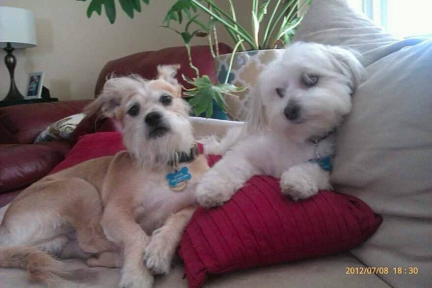 Fred is registered to the contest to win money with this photo: carnivore, companion_dog, dog, dog_breed, dog_supply, flowerpot, grass, houseplant, lamp, lampshade, mal_shi, maltepoo, non_sporting_group, picture_frame, plant, small_terrier, sporting_group, terrier, toy_dog, working_animal