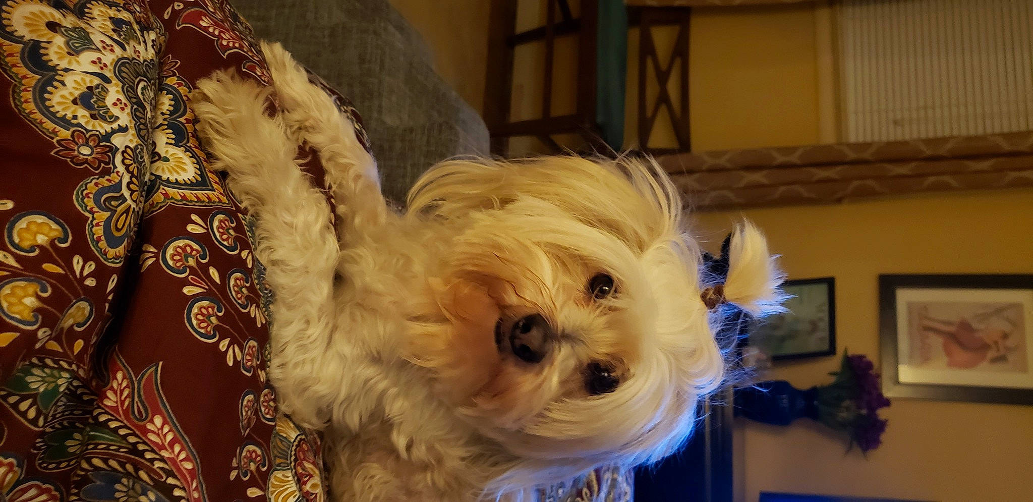 Fred joined the competition — help win amazing prizes! canidae, carnivore, companion_dog, dog, dog_breed, dog_supply, event, fawn, fur, maltepoo, plant, small_terrier, snout, sporting_group, sports_equipment, terrier, toy_dog, wood, working_animal, yorkipoo