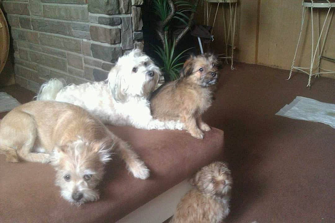 Fred is registered to the contest to win money with this photo: bearded_collie, canidae, carnivore, companion_dog, dog, dog_bed, dog_breed, dog_crate, dog_supply, fawn, felidae, fur, liver, plant, small_terrier, sporting_group, terrier, toy_dog, working_animal, yorkipoo