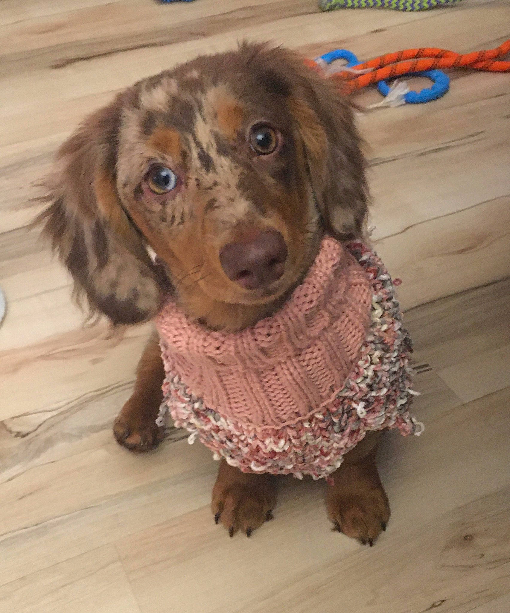Marley Mae joined the competition — help win amazing prizes! canidae, carnivore, clock, companion_dog, dog, dog_breed, dog_clothes, dog_supply, fawn, flooring, fur, hardwood, leash, liver, puppy, snout, spaniel, sporting_group, wood, working_animal