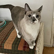 Lacy is registered to the contest to win money with this photo: cat, pet, indoor, feline, quilt, cushion, wicker_chair, curious, blue_eyes, fur, whiskers, tail, floor, home, animal, domestic, looking_up, striped, white, gray