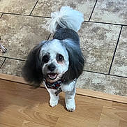 Prince joined the competition — help win amazing prizes! dog, pet, indoor, floor, tile, wood_floor, bandana, black_and_white, small_dog, fur, cute, animal, friendly, looking_up, standing, tail, ears, domestic_animal, companion, happy