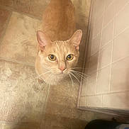 Coco joined the competition — help win amazing prizes! cat, orange_cat, tabby, pet, indoor, floor, tile_floor, whiskers, looking_up, curious, animal, feline, domestic_cat, ears, face, eyes, tail, close_up, corner, trash_bin