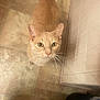cat, orange_cat, tabby, pet, indoor, floor, tile_floor, whiskers, looking_up, curious, animal, feline, domestic_cat, ears, face, eyes, tail, close_up, corner, trash_bin