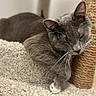 Savannah joined the competition — help win amazing prizes! cat, gray_cat, sleeping_cat, cat_bed, scratching_post, carpet, indoor, pet, feline, whiskers, paw, cozy, relaxed, close_up, home, fur, resting, cute, animal, domestic