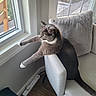 Savannah is registered to the contest to win money with this photo: cat, chair, window, indoor, curious, stretching, furniture, paws, light, daylight, pets, domestic_animal, wood_floor, cushion, home, relaxed, looking, animal, gray_cat, white_paws