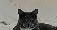 Savannah joined the competition — help win amazing prizes! cat, gray_cat, white_bedspread, bed, headboard, indoor, pet, feline, resting, fluffy_blanket, cozy, domestic_cat, animal, cute, portrait, whiskers, yellow_eyes, relaxed, home, sleepy