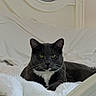 cat, gray_cat, white_bedspread, bed, headboard, indoor, pet, feline, resting, fluffy_blanket, cozy, domestic_cat, animal, cute, portrait, whiskers, yellow_eyes, relaxed, home, sleepy