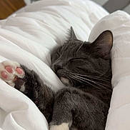 Savannah joined the competition — help win amazing prizes! cat, sleeping, gray_cat, white_paws, pink_paw_pads, blanket, bed, cozy, indoor, resting, feline, pet, cute, whiskers, relaxation, fur, closeup, domestic_cat, comfort, nap